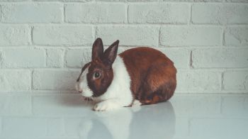 rabbit, white background Wallpaper 2048x1152