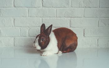 rabbit, white background Wallpaper 1920x1200