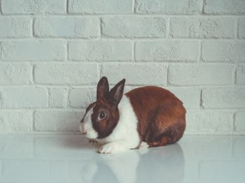rabbit, white background Wallpaper 1024x768