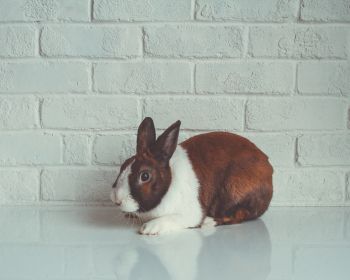 rabbit, white background Wallpaper 1280x1024