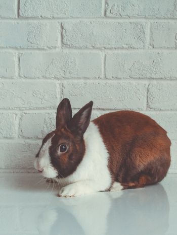 rabbit, white background Wallpaper 1620x2160