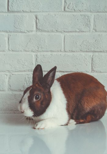 rabbit, white background Wallpaper 1668x2388