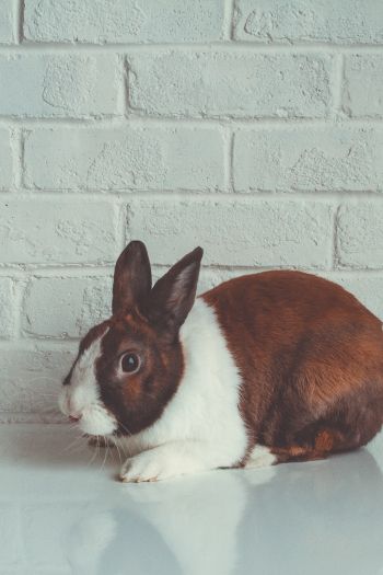 rabbit, white background Wallpaper 640x960