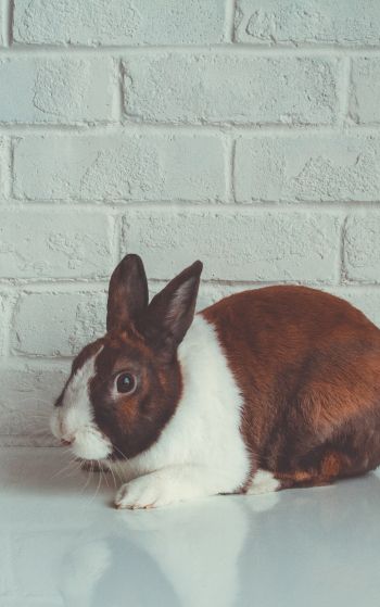 rabbit, white background Wallpaper 1752x2800