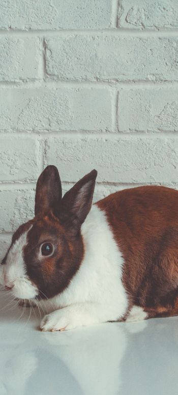 rabbit, white background Wallpaper 1080x2400