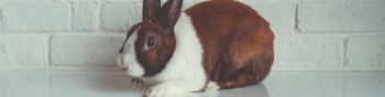 rabbit, white background Wallpaper 1590x400