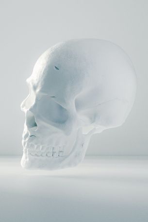 Обои 640x960 череп, белый, невесомость