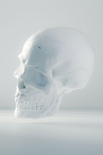 Обои 640x960 череп, белый, невесомость