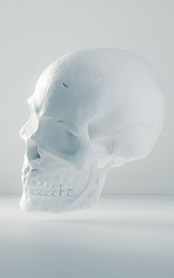 skull, white, weightlessness Wallpaper 800x1280