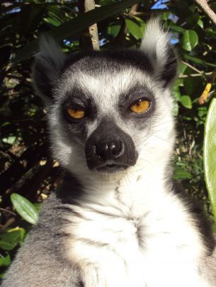 lemur, brown eyes, look Wallpaper 2048x2732