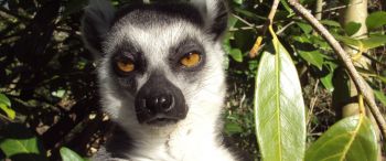 lemur, brown eyes, look Wallpaper 3440x1440