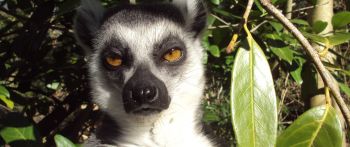 lemur, brown eyes, look Wallpaper 2560x1080