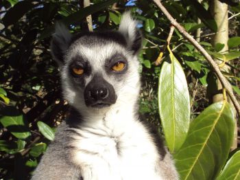 lemur, brown eyes, look Wallpaper 1024x768