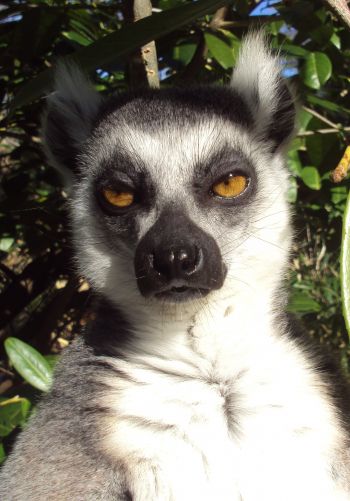 lemur, brown eyes, look Wallpaper 1668x2388