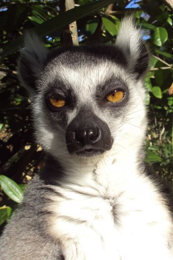 lemur, brown eyes, look Wallpaper 640x960