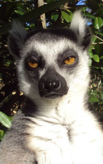 lemur, brown eyes, look Wallpaper 1600x2560