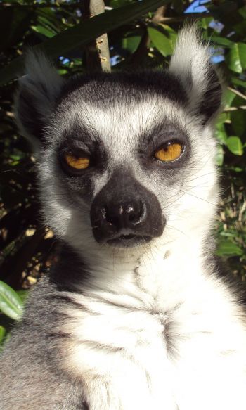 lemur, brown eyes, look Wallpaper 1200x2000