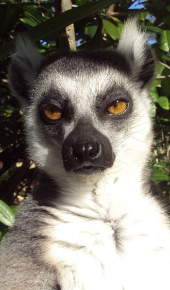 lemur, brown eyes, look Wallpaper 600x1024