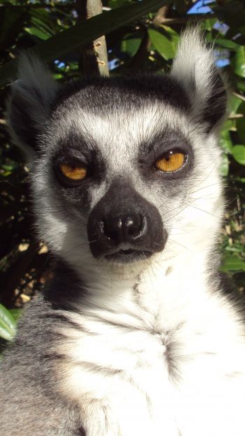 lemur, brown eyes, look Wallpaper 1440x2560
