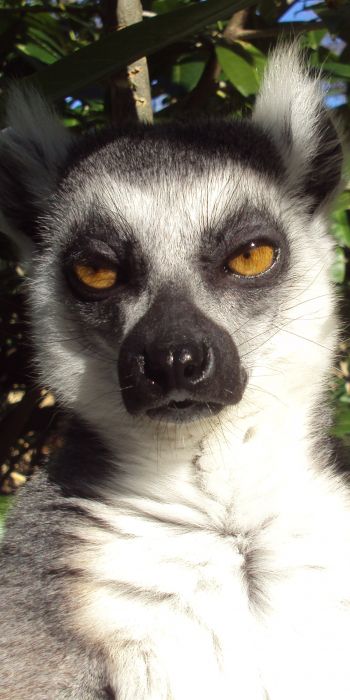 lemur, brown eyes, look Wallpaper 720x1440