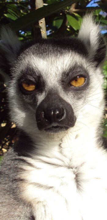 lemur, brown eyes, look Wallpaper 1080x2220