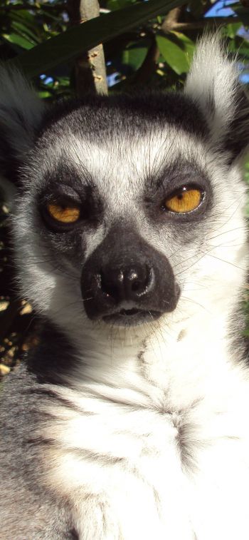 lemur, brown eyes, look Wallpaper 828x1792