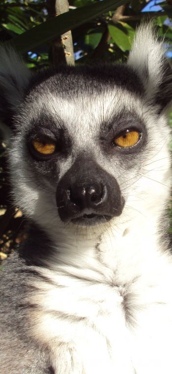 lemur, brown eyes, look Wallpaper 1080x2340
