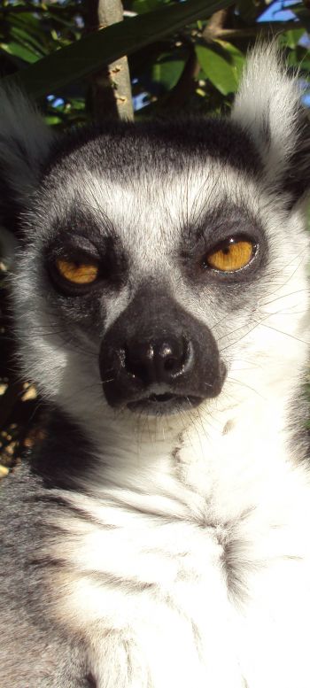 lemur, brown eyes, look Wallpaper 1080x2400