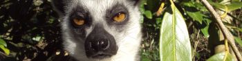 lemur, brown eyes, look Wallpaper 1590x400