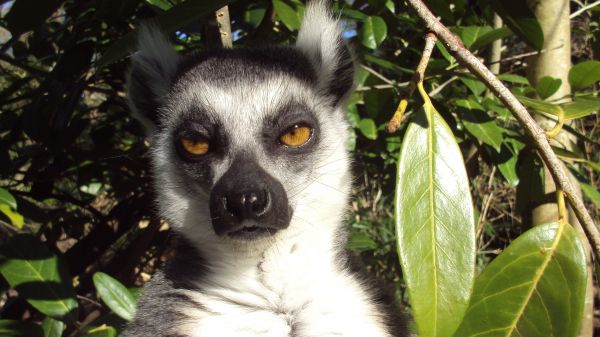 lemur, brown eyes, look Wallpaper 1366x768