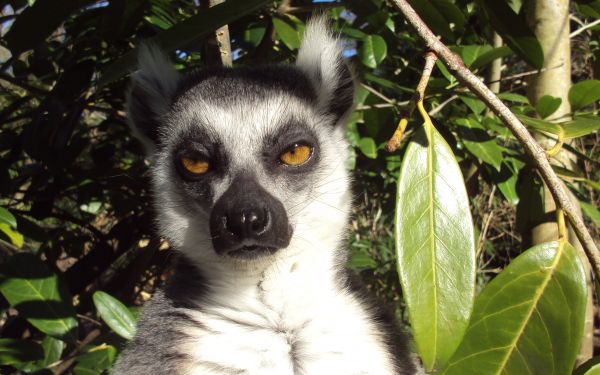 lemur, brown eyes, look Wallpaper 2560x1600