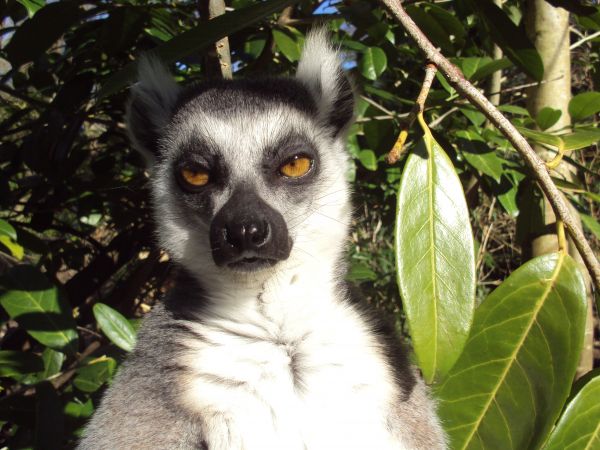 lemur, brown eyes, look Wallpaper 3648x2736