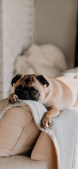 pug, pet Wallpaper 1080x2340