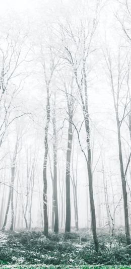 winter forest, trees Wallpaper 1080x2220