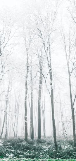 winter forest, trees Wallpaper 1080x2280