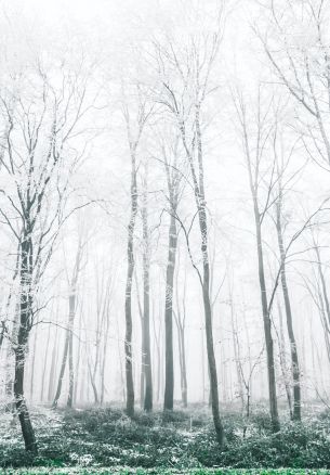 winter forest, trees Wallpaper 1640x2360