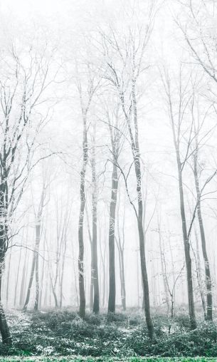 winter forest, trees Wallpaper 1200x2000