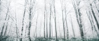 winter forest, trees Wallpaper 3440x1440