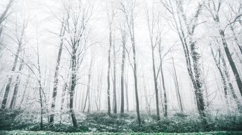 Обои 1600x900 зимний лес, деревья