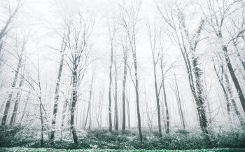 winter forest, trees Wallpaper 1920x1200