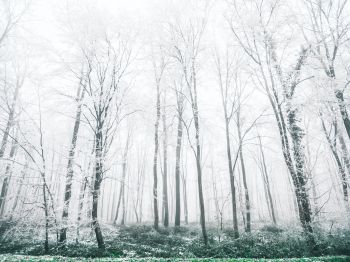 winter forest, trees Wallpaper 800x600