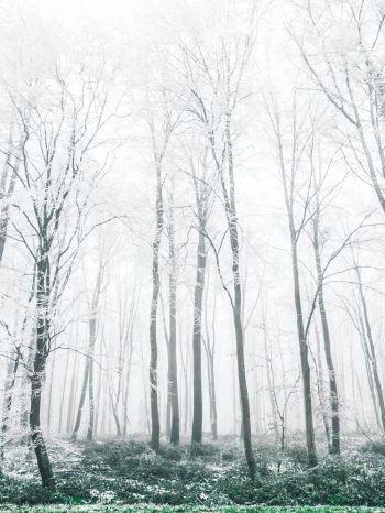 winter forest, trees Wallpaper 1668x2224