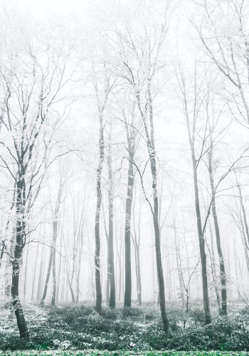 winter forest, trees Wallpaper 1668x2388