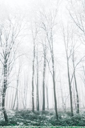 Обои 640x960 зимний лес, деревья