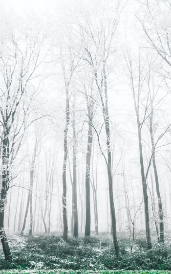 winter forest, trees Wallpaper 1600x2560