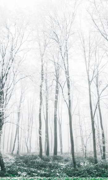 Обои 1200x2000 зимний лес, деревья