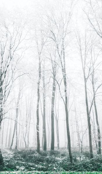 winter forest, trees Wallpaper 600x1024