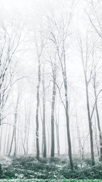 Обои 640x1136 зимний лес, деревья