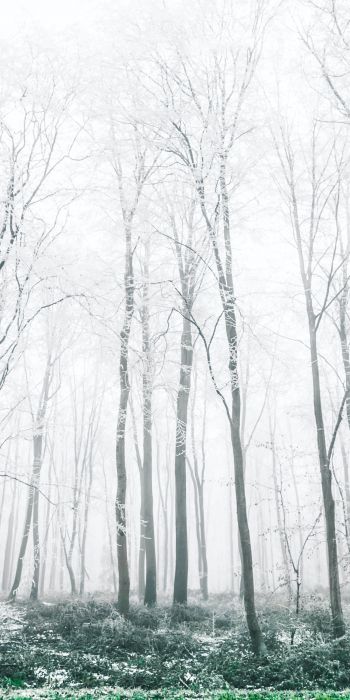 winter forest, trees Wallpaper 720x1440