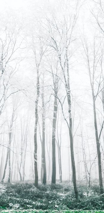Обои 1080x2220 зимний лес, деревья